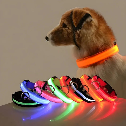 Collier de chien en nylon à LED, sécurité nocturne, clignotant, lueur dans le noir, laisse pour animal de compagnie, chiens, Shoous Fluorescent, accessoires pour chiens